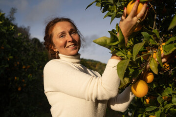 Smiling farmer picking fresh oranges from tree in orchard