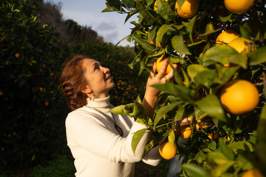 Mature woman picking fresh oranges from tree at orchard