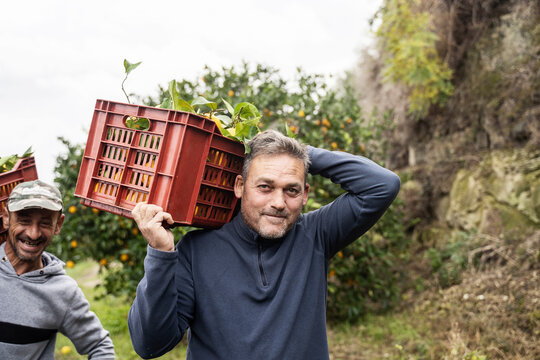 Smiling man carrying red crates of fresh oranges in farm