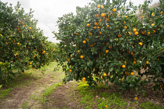Ripe fresh oranges hanging on tree in farm