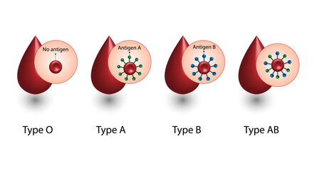 ABO Blood groups. four blood types, A,B, AB and O groups, made up from combinations of the type A and type B antigens. Blood donation. Blood droplets. Vector illustration.