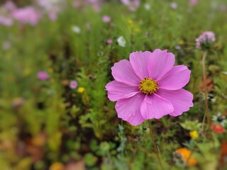 Beautiful blossoming garden cosmos flower (Cosmos bipinnatus)