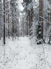 Dense pine forest in winterly northern Sweden