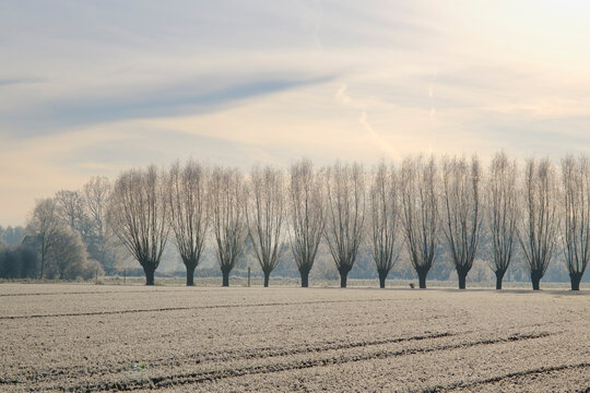 Frosted field with willow tree windbreak in background
