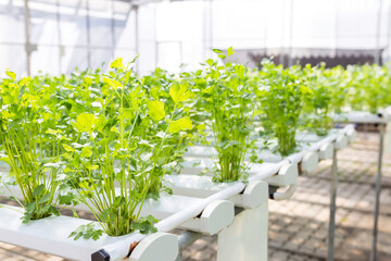 Celery plant grow with hydroponic system, organic farming in Thailand