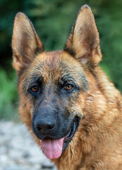 Portrait of Female German Shepherd Dog
