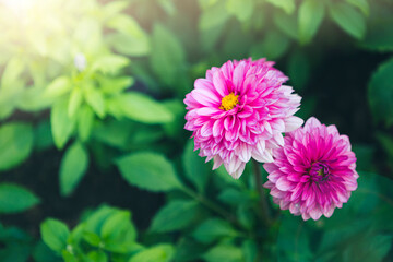 Obraz premium Pink Dahlia flower over blurred green leaves background, outdoor day light, flower garden in spring and summer season