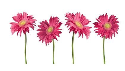 Beautiful pink Gerber daisies flowers isolated on transparent background - obrazy, fototapety, plakaty
