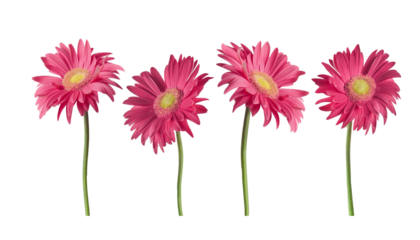 Beautiful pink Gerber daisies flowers isolated on transparent background