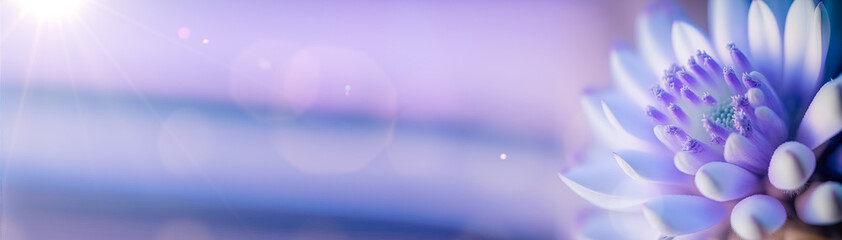 Beautiful banner of flowers. Macro photo of white-purple flower bud close-up on blue background. Texture soft petals.  Greeting gift card background . Toned image. Template banner