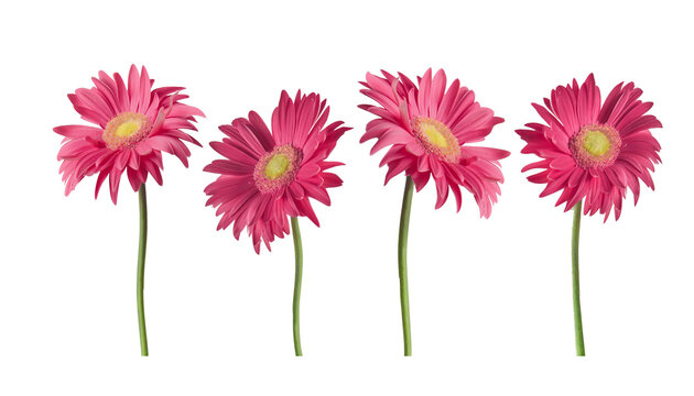 Fototapeta Beautiful pink Gerber daisies flowers isolated on transparent background