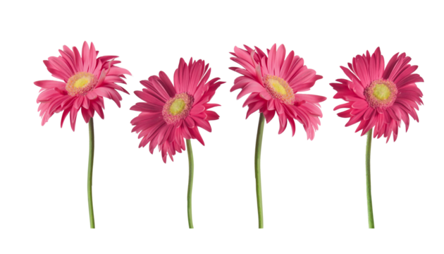 Beautiful pink Gerber daisies flowers isolated on transparent background