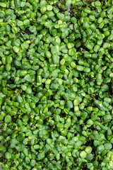 Juicy young shoots of micro-greenery close-up. Growing seeds in