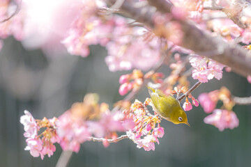 Beautiful flowers of Japan's four seasons