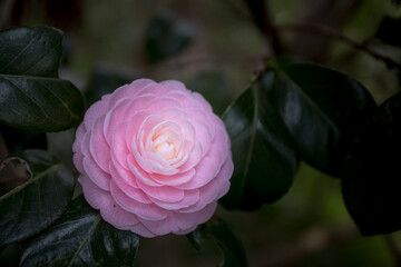 Beautiful flowers of Japan's four seasons
