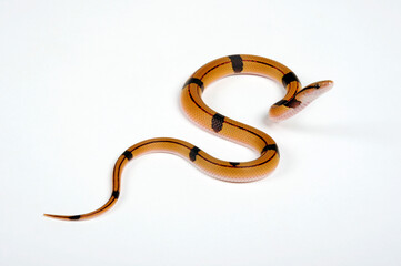 Red bamboo snake // Bambusnatter (Oreocryptophis porphyraceus vaillanti)