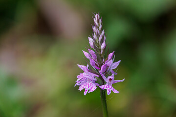 Fuchs' orchid (dactylorhiza fuchsia) in an undergrowth of Vercors, France