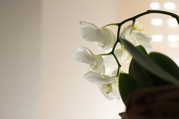 Orchidea bianca (phalaenopsis), still life di fiori e foglie isolate su fondo neutro