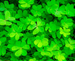 green garden clover texture closeup, forest nature background pattern of shamrock, spring fresh trefoil green ground backdrop macro