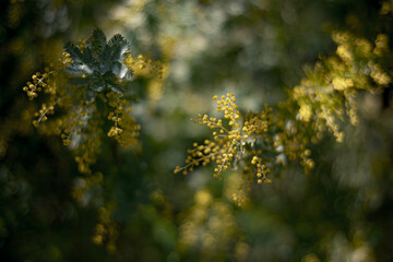 Beautiful flowers of Japan's four seasons