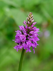 Fuchs' orchid (dactylorhiza fuchsia) in an undergrowth of Vercors, France