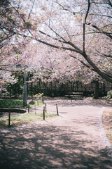 Beautiful flowers of Japan's four seasons