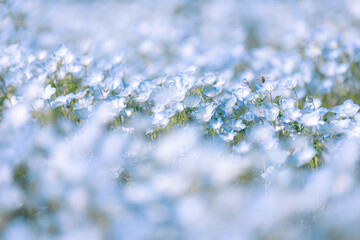 Beautiful flowers of Japan's four seasons