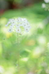 Beautiful flowers of Japan's four seasons
