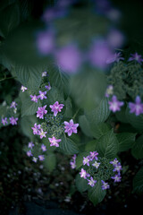 Beautiful flowers of Japan's four seasons