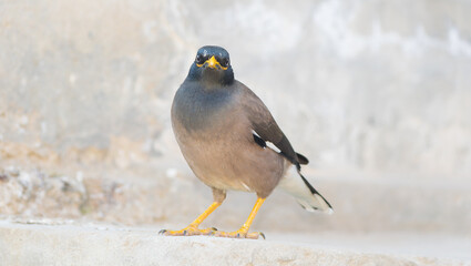 Fototapeta premium Beautiful close up of a common myna bird with blurred background and selective focus . Mynah portrait. close up image o starling.