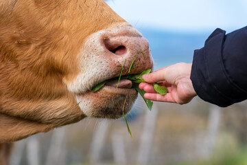 une main tendue qui donne à manger à une vache - 557853242