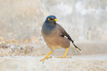 Beautiful close up of a common myna bird with blurred background and selective focus . Mynah portrait. close up image o starling.