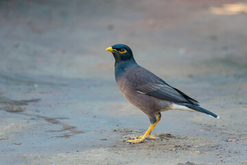 Beautiful close up of a common myna bird with blurred background and selective focus . Mynah portrait. close up image o starling.