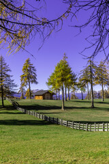 green meadow with wooden fence and wooden alpine hut and larch trees