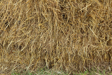 textured of dried rice straws for background.
