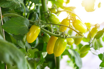 ripe tomatoes on a branch. Growth ripe tomato, Tomatoes bunch in greenhouse