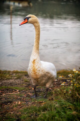 swan standing on the riverbank 