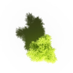 tree with a shadow under it, top view, isolated on white background, 3D illustration, cg render