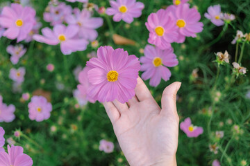 closeup nature view of hands holding cosmos flower  background. garden park and outdoor.