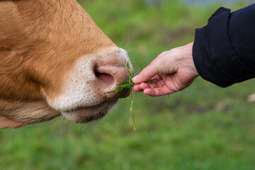 une main tendue qui donne à manger à une vache
