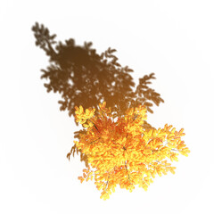 tree with a shadow under it, top view, isolated on white background, 3D illustration, cg render
