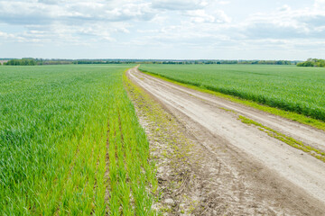 A picturesque field of young wheat. Young green wheat growing in the field