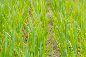 Young sprouts of wheat, close-up. Young green wheat growing in the field