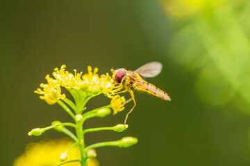 Syrphid flies , A hoverfly on a flower