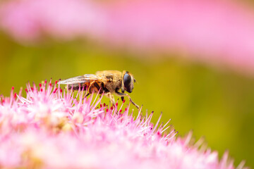 Syrphid flies , A hoverfly on a flower
