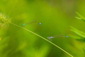 A damselfly on a blade of grass