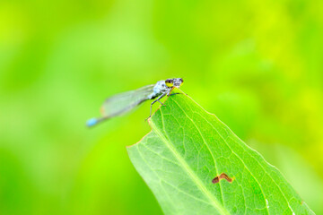 A damselfly on a blade of grass