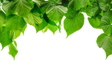 forest trees leaf.