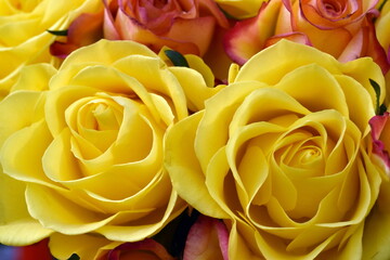 Nahaufnahme von gelben und orangen Rosen