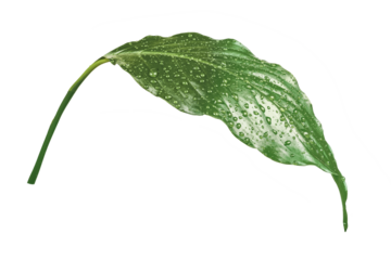 A drop of water drips onto the tablet